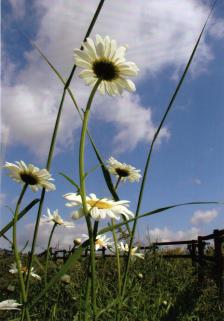 Camomile Thank You Card